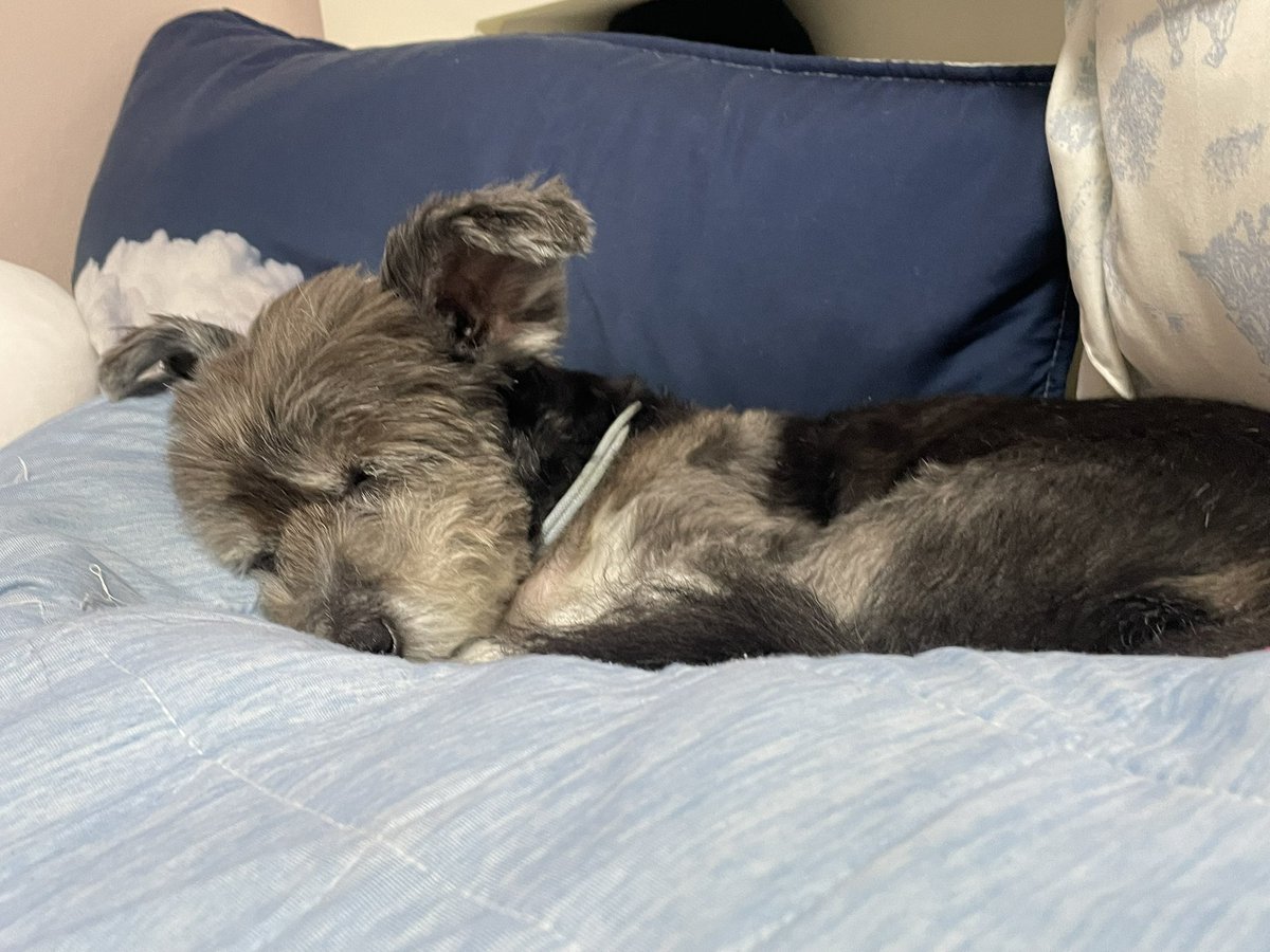 아프지마 아가
언니 너무너무 마음 아파
아기 대신 언니가 아플테니까 까미는 아프지마