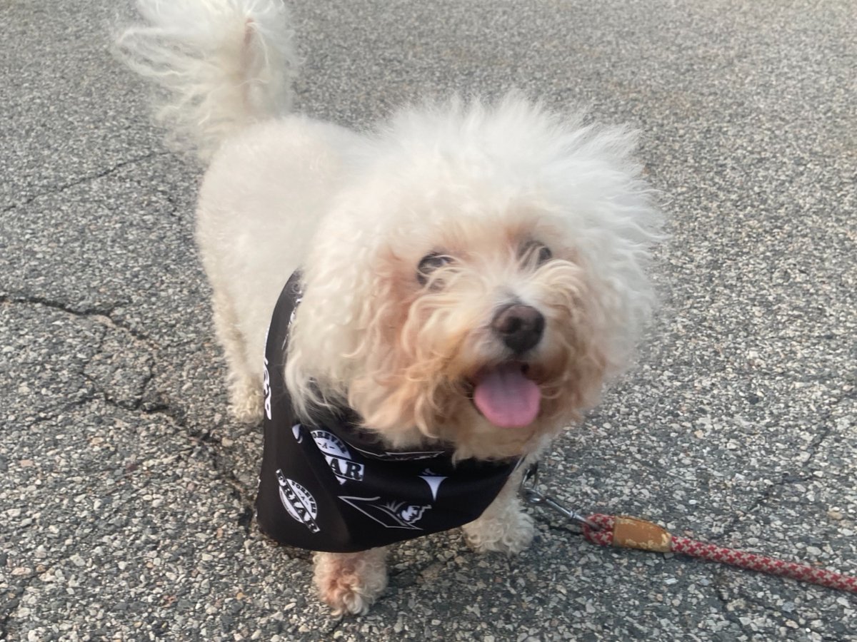 Providence College Alumni (@pc_alumni) on Twitter photo Featuring some four-legged Friars on #NationalDogDay! 🐾
This summer, PC pups stole the show at Yappy Hour events in Braintree, Mass; Pawtucket, R.I.; and Point Pleasant, N.J. — rocking exclusive PC bandanas in style. 🖤
Find <a href="/PC_Alumni/">Providence College Alumni</a> events near you: prov.ly/3NnCAmz Featuring some four-legged Friars on #NationalDogDay! 🐾
This summer, PC pups stole the show at Yappy Hour events in Braintree, Mass; Pawtucket, R.I.; and Point Pleasant, N.J. — rocking exclusive PC bandanas in style. 🖤
Find <a href="/PC_Alumni/">Providence College Alumni</a> events near you: prov.ly/3NnCAmz