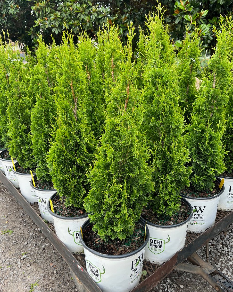 Our Labor Day sale starts now! ☀️🌿 Stock up on plants for a long weekend spent in the garden. 

Take 25% off everything with code PLANT25 → bit.ly/3TAi2K2