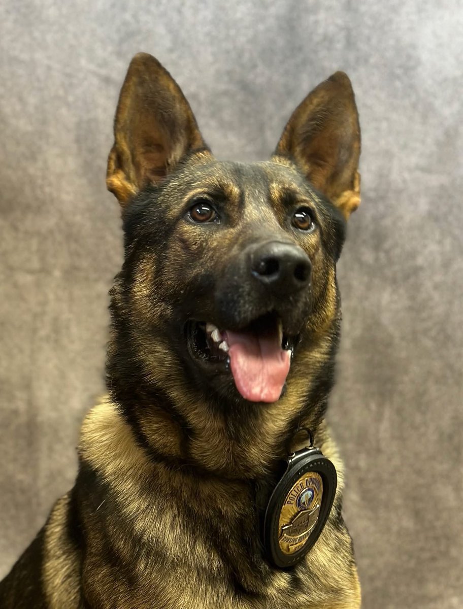 BGKYPolice's tweet photo. It’s #NationalDogDay 🐾 Meet BGPD’s own K9s—Mona, Chase &amp; Bronzon! These four-legged officers work hard to keep BGKY safe while winning hearts in the community. Drop a 🐶 to show them some love! #BGKY #K9Unit #TeamBG https://t.co/EL7xLHPL3o