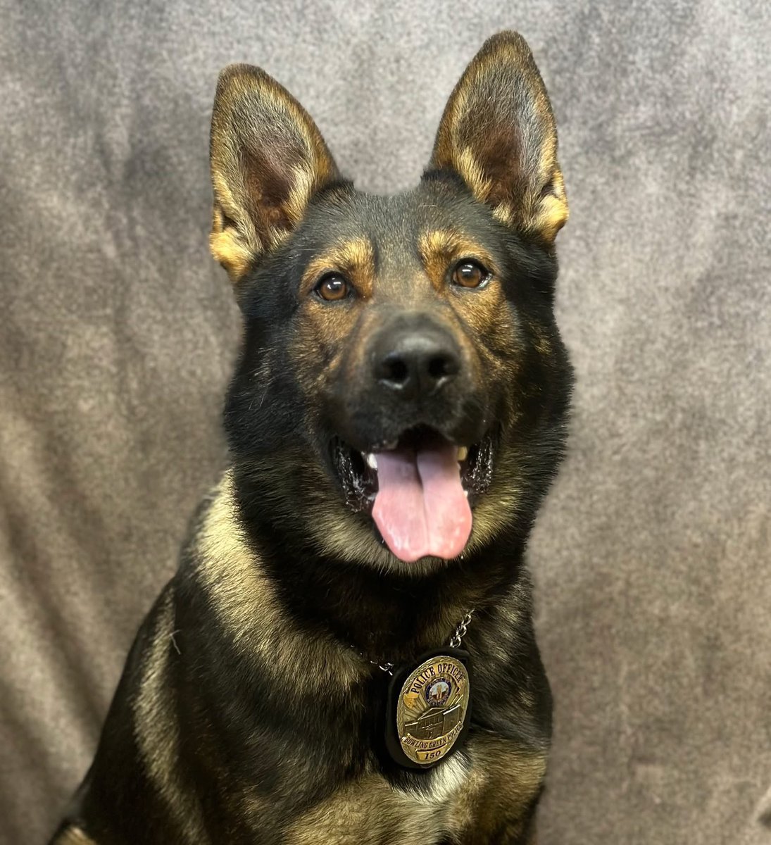 BGKYPolice's tweet photo. It’s #NationalDogDay 🐾 Meet BGPD’s own K9s—Mona, Chase &amp; Bronzon! These four-legged officers work hard to keep BGKY safe while winning hearts in the community. Drop a 🐶 to show them some love! #BGKY #K9Unit #TeamBG https://t.co/EL7xLHPL3o