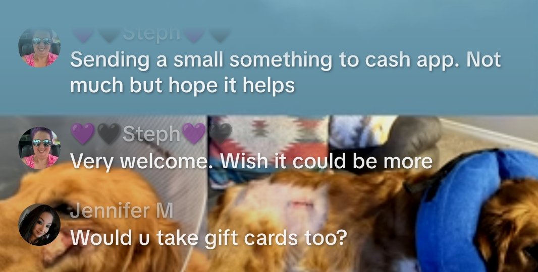 My dogs are having cancer