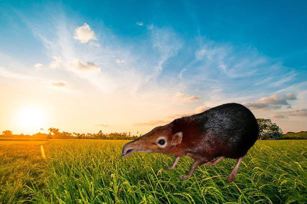 <a href="/3orovik/">borovik</a> $Shlorp sunny days are coming