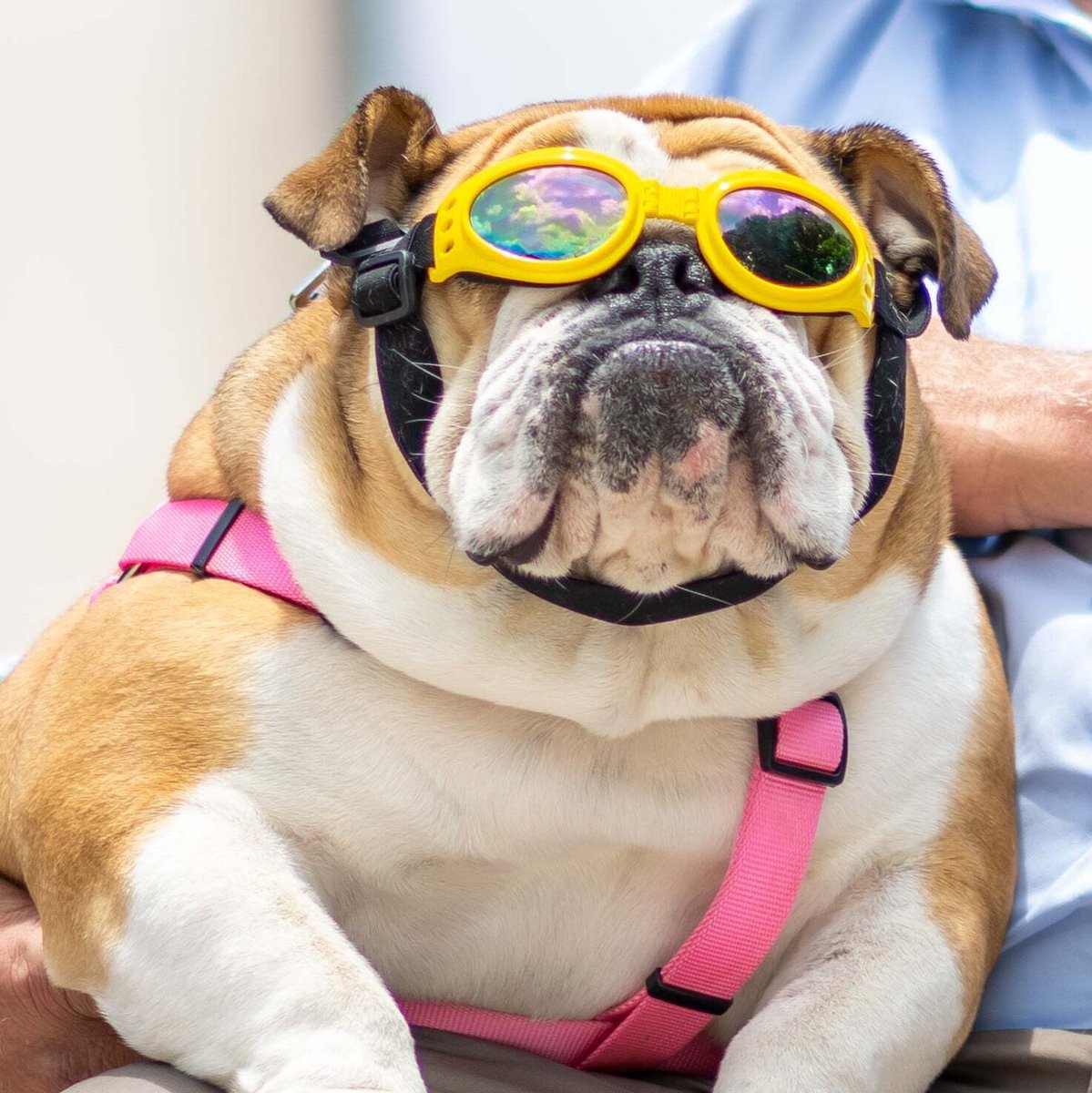 Senate Republicans (@nrsc) on Twitter photo Happy National Dog Day to the true queen of the Senate, the one and only <a href="/BabydogJustice/">Babydog Justice</a> 👑
<a href="/JimJusticeWV/">Jim Justice</a> Happy National Dog Day to the true queen of the Senate, the one and only <a href="/BabydogJustice/">Babydog Justice</a> 👑
<a href="/JimJusticeWV/">Jim Justice</a>