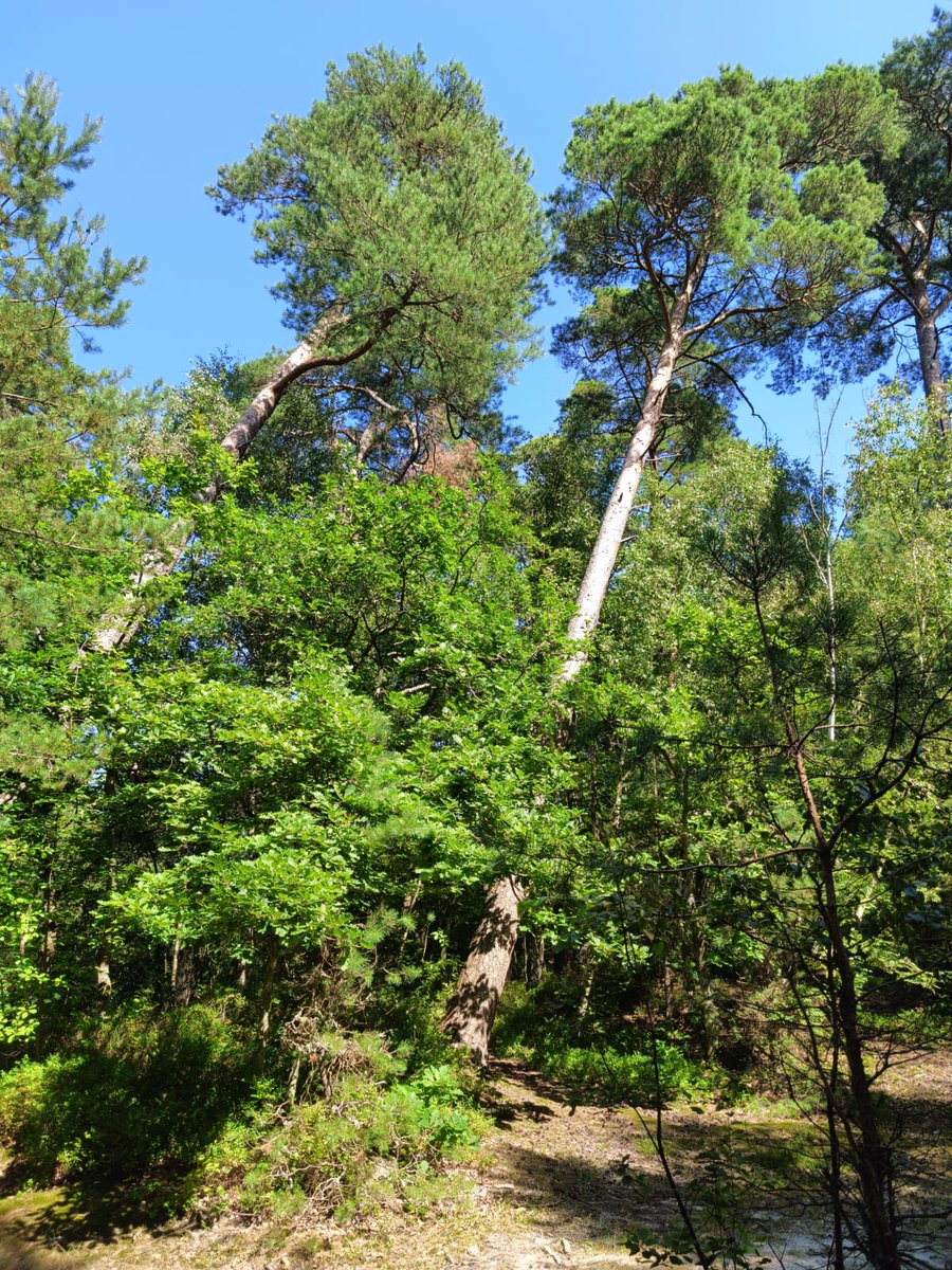 Там, на самом на краю Земли
В небывалой голубой дали
Внемля звукам небывалых слов,
Сладко-сладко замирает кровь.

Там ветра летят, касаясь звeзд
Там деревья не боятся гроз
Океаном бредят корабли
Там, на самом на краю Земли.
©"Пикник" 

Самый западный край России❤️
