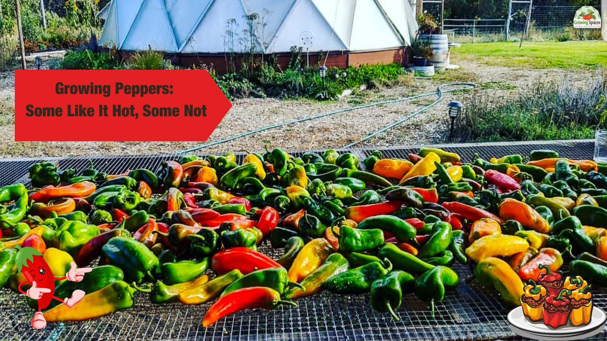 Growing peppers is a matter of taste…literally. Do you want hot peppers, medium, mild or sweet?  🌶🫑🔥

All peppers require a long, warm growing season. Learn about growing peppers! 

growingspaces.com/blog/growing-p…

#peppers #GrowingSpaces #domegrown #growfood