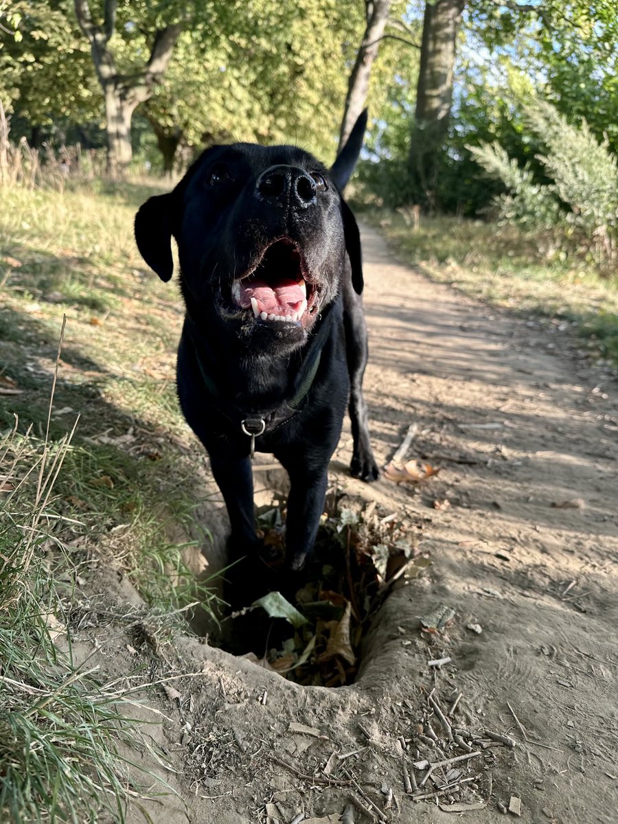 Outrageous and unfounded allegations of team members engaged in “digging” persist, despite abundant evidence to the contrary. 

This vile pettifogging from scurrilous lollygaggers must cease, without prospect of tergiversation.