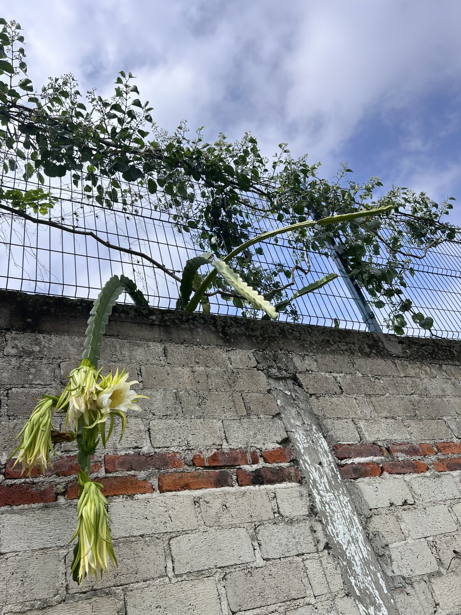 Y ahora son cuatro flores inmensas que darán paso a cuatro deliciosas pitahayas. (: