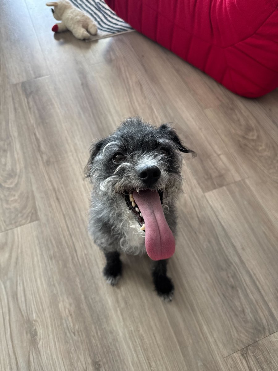 Docker's tweet image. Show us the canines behind the commits!

$ git fetch --dog
fetch request: approved

Post a pic - unleash the chaos!
#NationalDogDay #Docker #DogOps