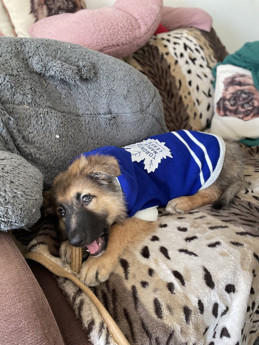 J_A1988's tweet image. From Puppies To Big Cuddly 🐻 

Campbell &amp;amp; Rielly have always said #GoLeafsGo 

#HappyInternationalDogDay