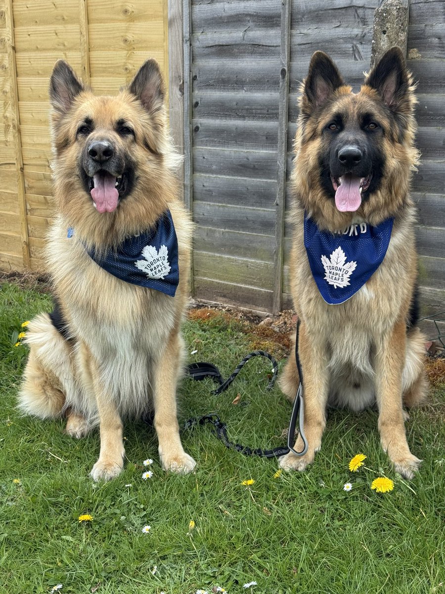 J_A1988's tweet image. From Puppies To Big Cuddly 🐻 

Campbell &amp;amp; Rielly have always said #GoLeafsGo 

#HappyInternationalDogDay