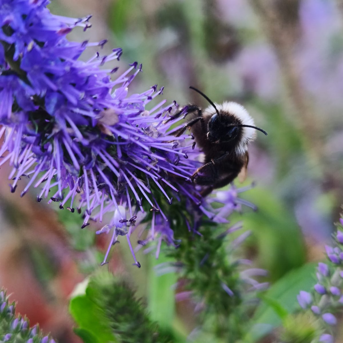 Мохнатый шмель на душистый НЕхмель, серой цапли и камышей в помине не было😂