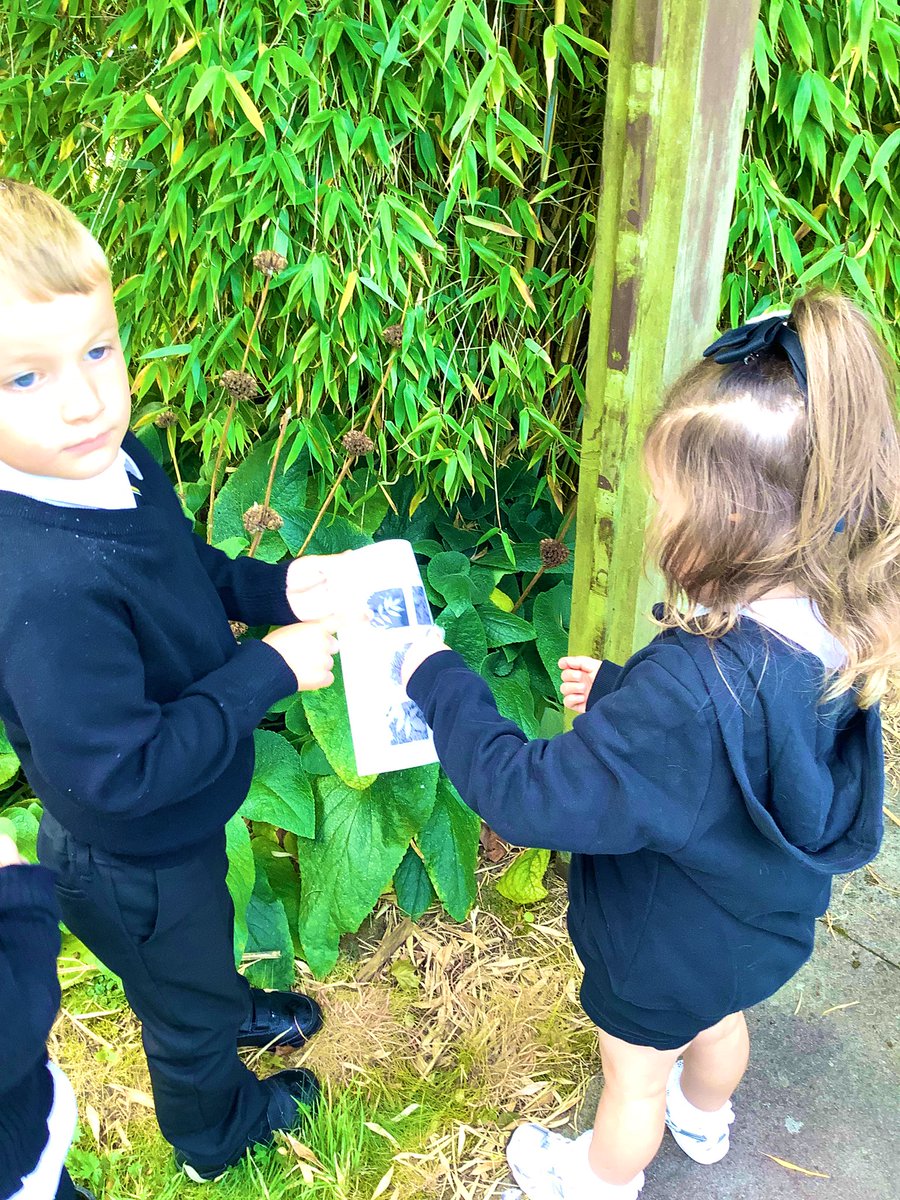 GlenmanorPS's tweet image. Room 3 have been investigating plants &amp;amp;leaves.We have spotted different colours, textures&amp;amp;patterns as we begin to explore the world of nature. We even tried to match a few leaves to the pictures, this helped us to name some trees in our garden #outdoorlearning #rspbwildchallenge