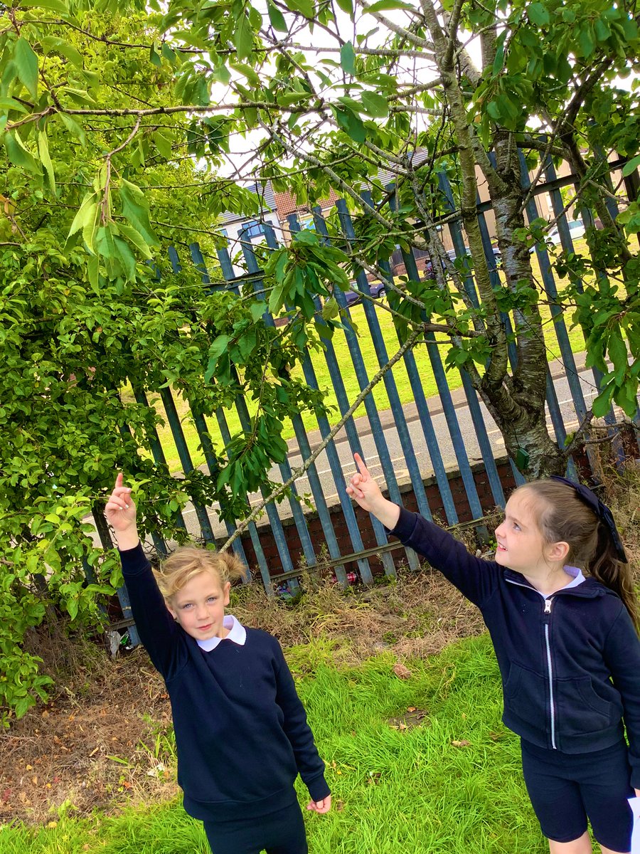 GlenmanorPS's tweet image. #rspbwildchallenge