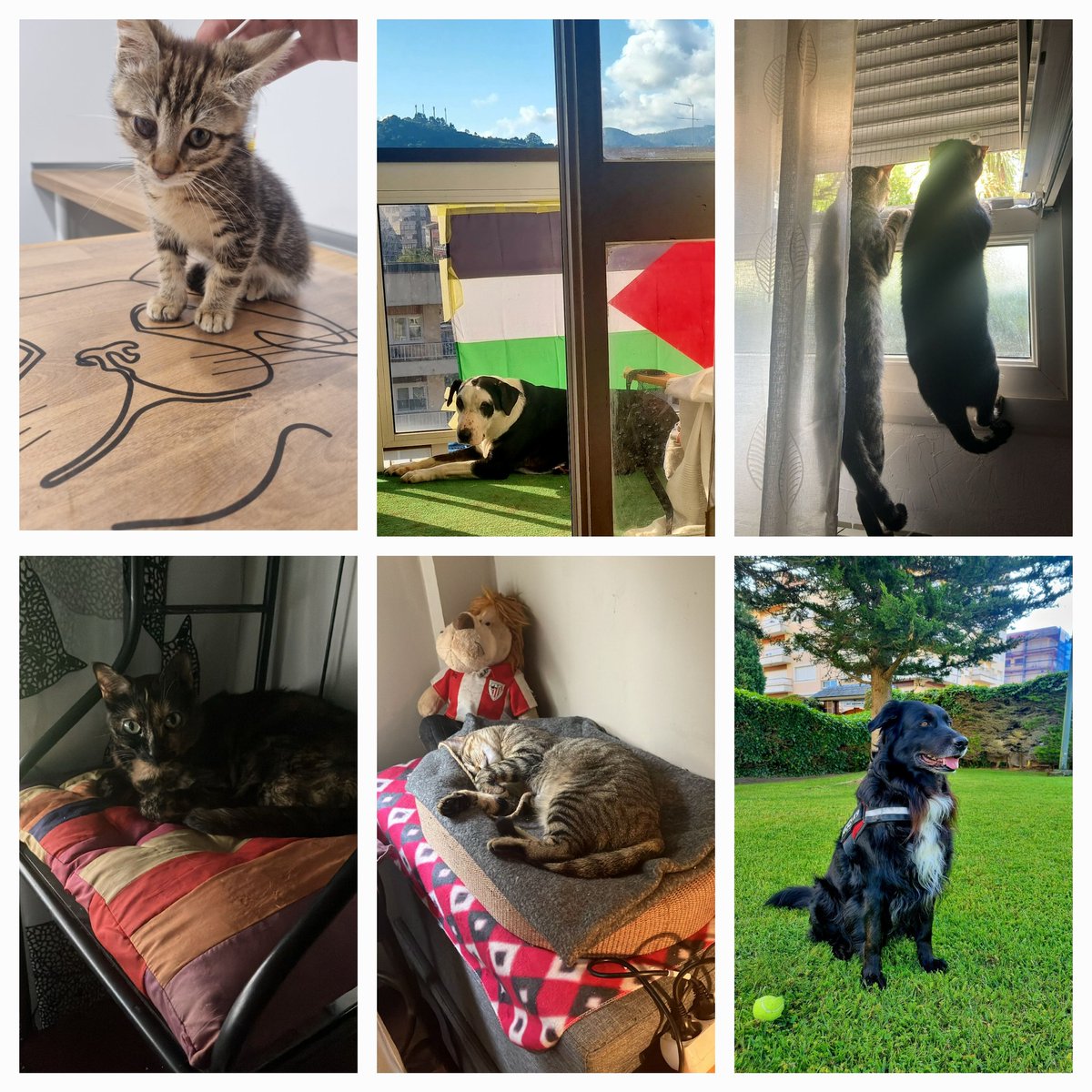 Vaya familia ❤️🐱🐶🐼