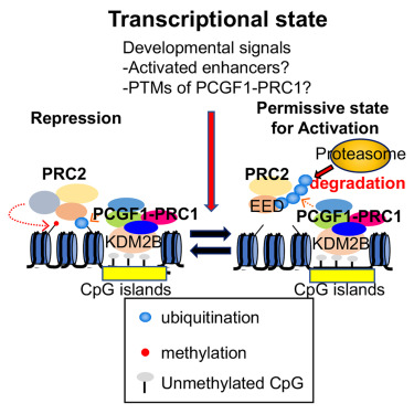 Online Now: SKP1A bound to Polycomb-silenced genes mediates degradation of PRC2 and preconditions their activation dlvr.it/TMhmk0