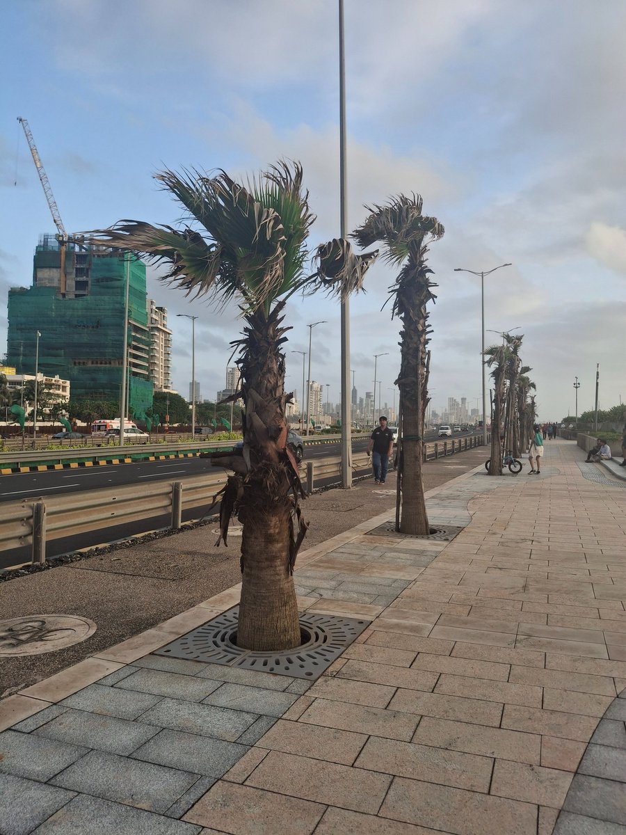 Next step: Rename Mumbai's Marine Drive as Miami Drive. 

Does India lack indigenous trees that they are planting palm trees?