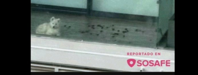 Polet ♥️🇨🇱♀️🐶🐈🐾 tweet media