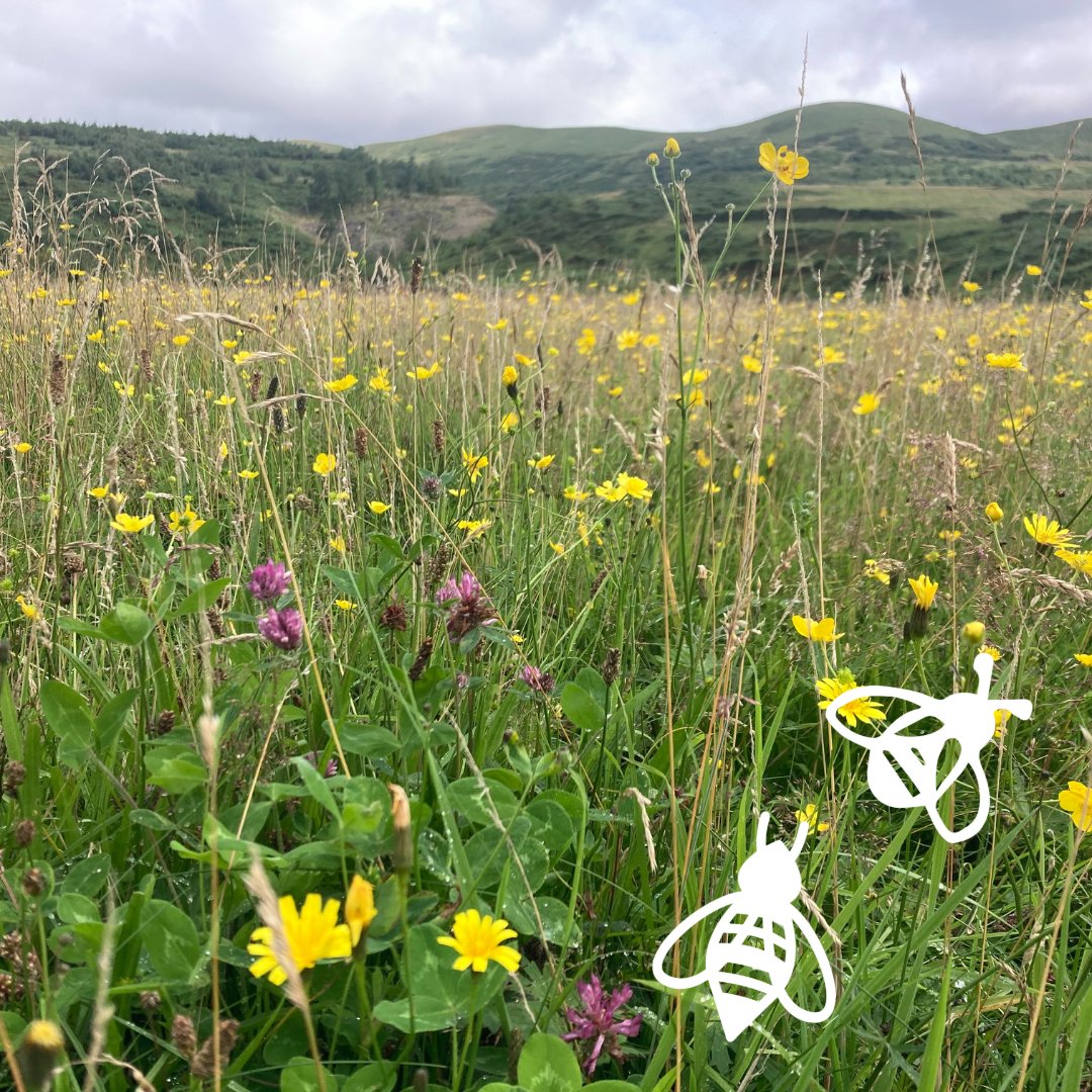 Destination Tweed UK (@desttweeduk) on Twitter photo 🌼 Want to help boost the biodiversity of the Tweed? There are two volunteer events running this September with our Pollinators Along the Tweed project! 
#DestinationTweedUK #VolunteerDay #WildflowerMeadows #PATT #Buglife #BLines #rivertweed
destinationtweed.org/events 🌼 Want to help boost the biodiversity of the Tweed? There are two volunteer events running this September with our Pollinators Along the Tweed project! 
#DestinationTweedUK #VolunteerDay #WildflowerMeadows #PATT #Buglife #BLines #rivertweed
destinationtweed.org/events