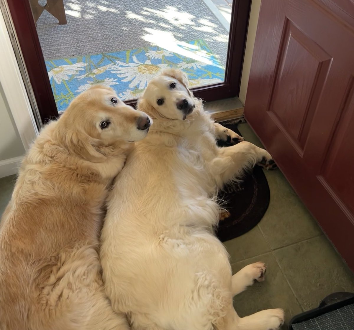 What HuMom? We’s watching the neighbors-hood.
