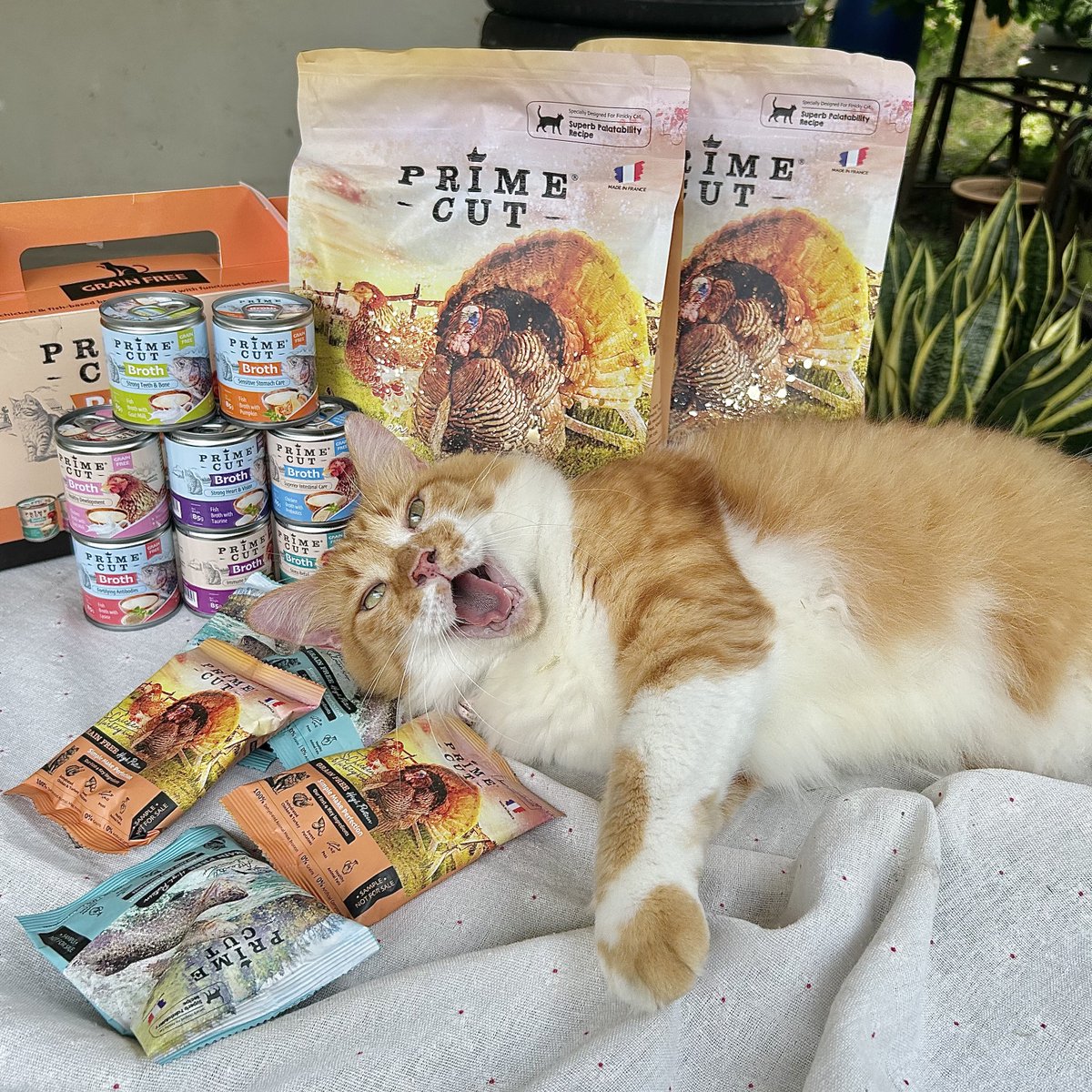 yemmeow's tweet photo. Yang paling senang nak bergambar. Letak dia kat situ pandai la dia pose macam-macam. Haih sayang sangat oren busuk ni https://t.co/a9GUstl8Ww