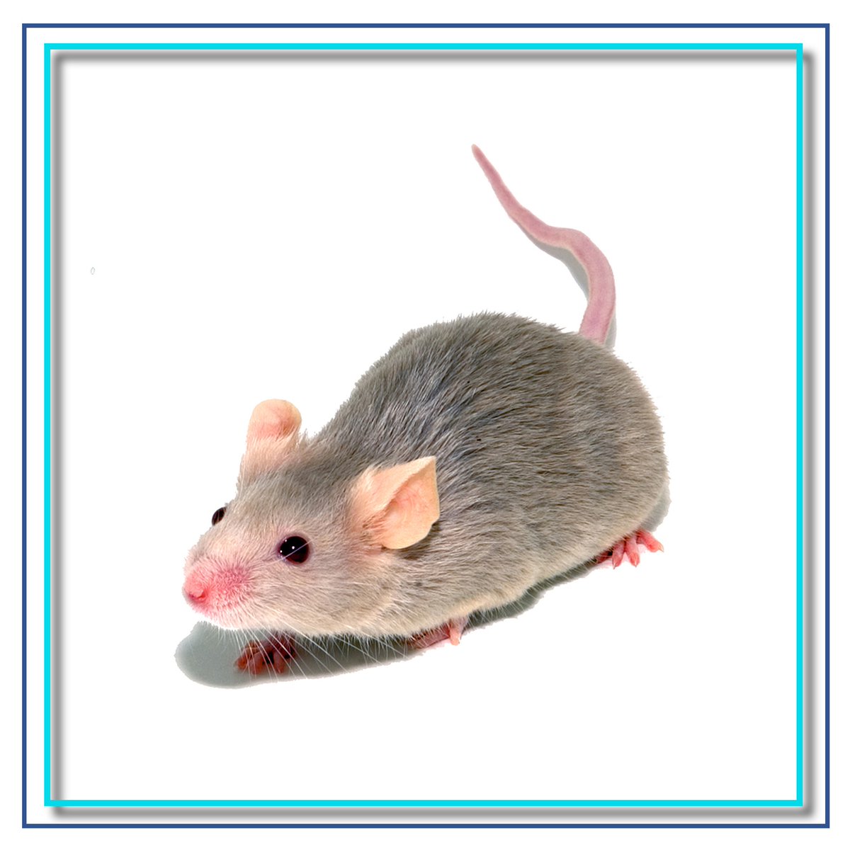 Cell Guidance Systems tweet media