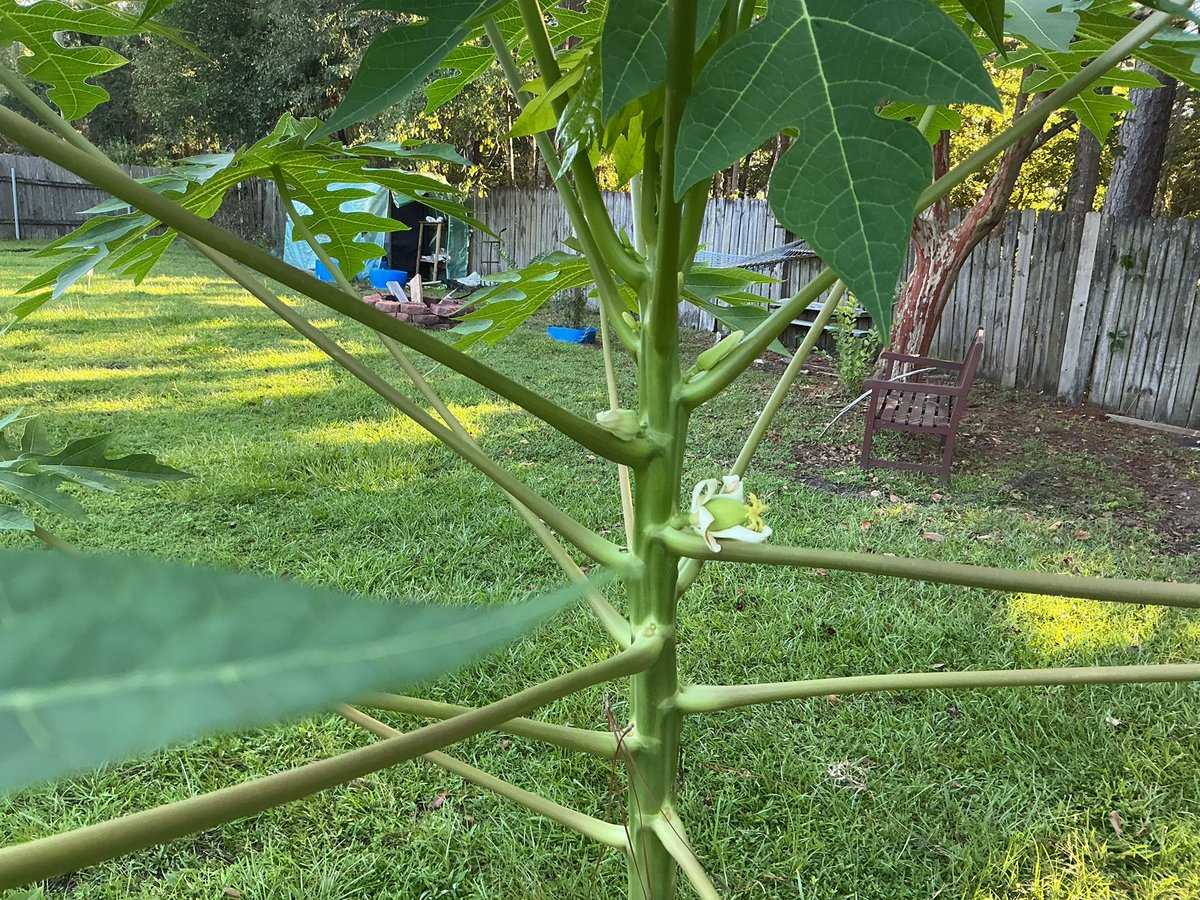 Good morning from Willie boy here in Louisiana! I’m hoping to get some tasty papaya this year.