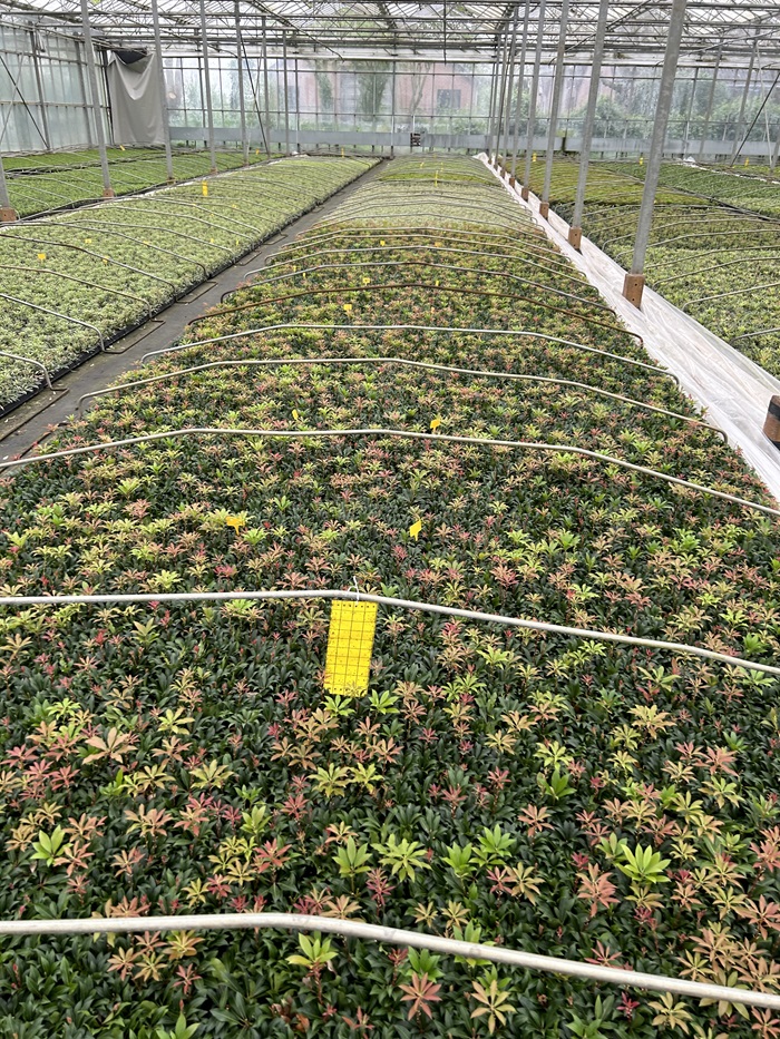 Aliette is weer beschikbaar in de boomkwekerijsector🪴🌳🎍

Lees meer op onze website: agro.bayer.nl/nieuws-en-alge…