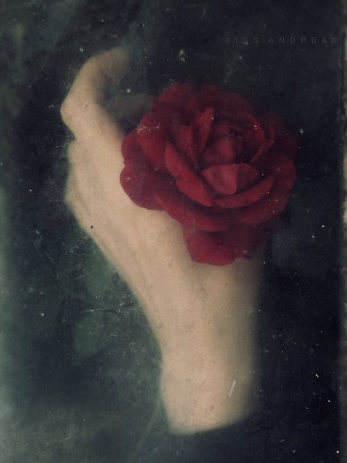 JimBeattie18's tweet image. #Fragile
*
*
📷   Andrea Kiss  🌹