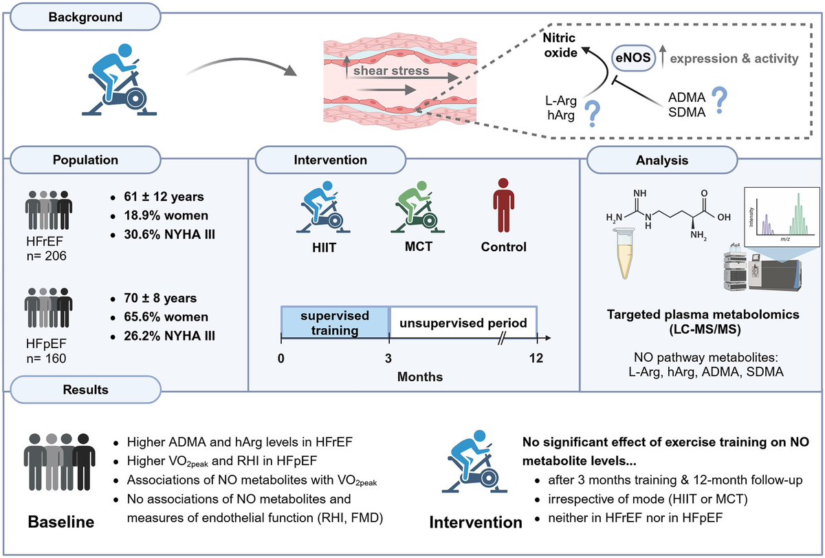 HanCardiomd's tweet photo. New Findings on nitric oxide (NO) Metabolites & Exercise in HF : a secondary analysis of the #SMARTEX-HF and #OptimEx-Clin trials
📌Studied L-arginine, homoarginine, ADMA, SDMA in #HFrEF & #HFpEF patients.
📌Baseline: Worse NO metabolite profile → higher HF severity; no link to clinical endothelial function.
📌Microvascular dysfunction more frequent in HFrEF than HFpEF.
📌Exercise (3mo HIIT or MCT): No significant change in circulating NO metabolites, independent of #HeartFailure type or follow-up.
#EJPC @ESC_Journals
https://t.co/yuJvtde2qN
@EJPCEiC @DrMarthaGulati @mmamas1973 @JamalRanaMD @vass_vassiliou