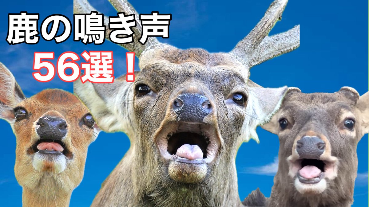 A deer / 鹿 The deer of Nara Park #127 奈良公園の鹿さん - YouTube