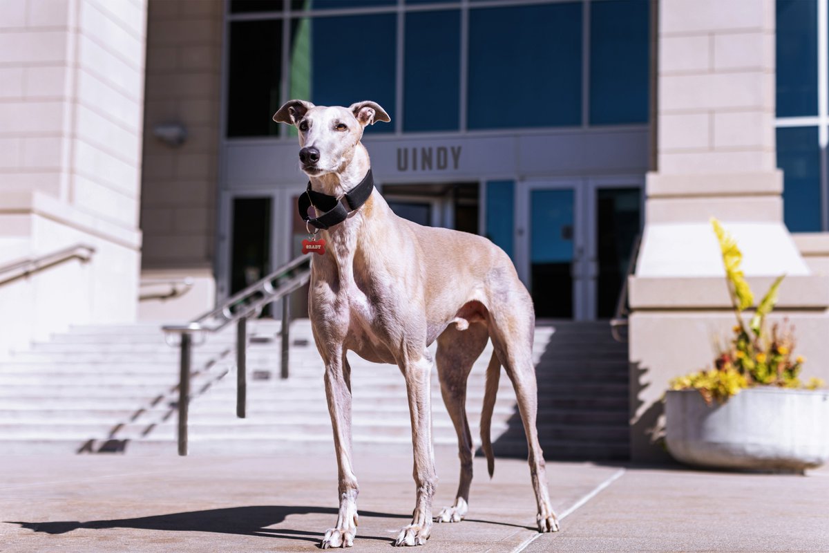 Grady the Greyhound tweet media