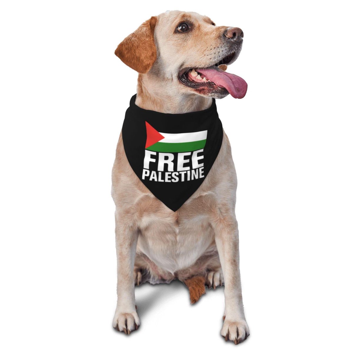 Somos perros pero con más humanidad que muchos hdlgp que van a dos patas