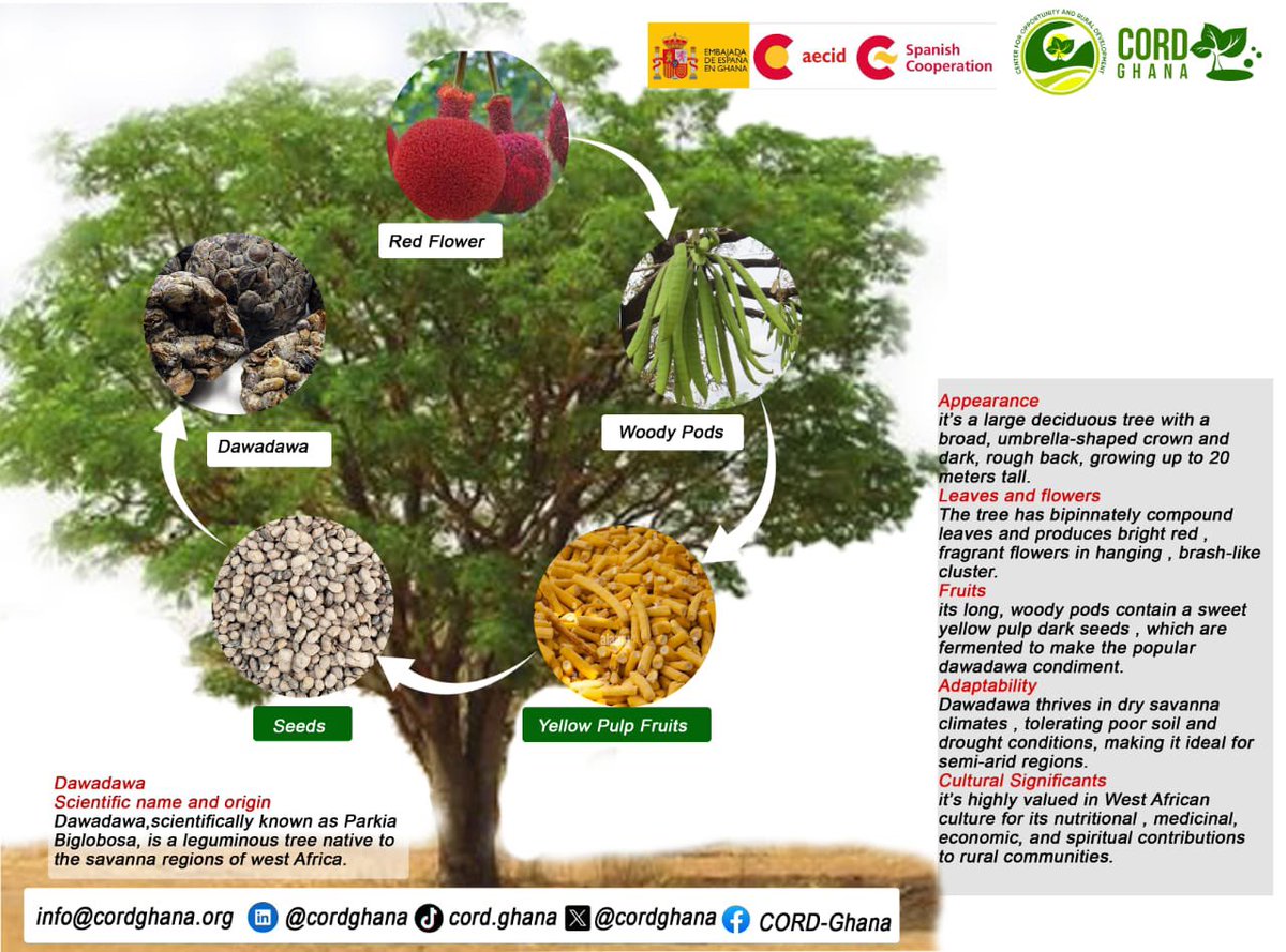 cordghana's tweet photo. The Dawadawa tree, also known as the African locust bean tree, is a true gift of nature. Its seeds are fermented to make dawadawa, a flavorful, protein-rich seasoning widely used across West Africa. Beyond its taste, dawadawa is packed with nutrients, supporting good health and strengthening communities through food and trade. From shade and medicine to food and income, this tree is more than just a plant, it’s a symbol of resilience and sustainability in African culture. 
#Dawadawa
#RegreenAfrica
#SustainableLiving
#TreesPeoplePlanet
#ProtectIndigenousTrees #TreesPeoplePlanet
@nyca__africa @yacesghana