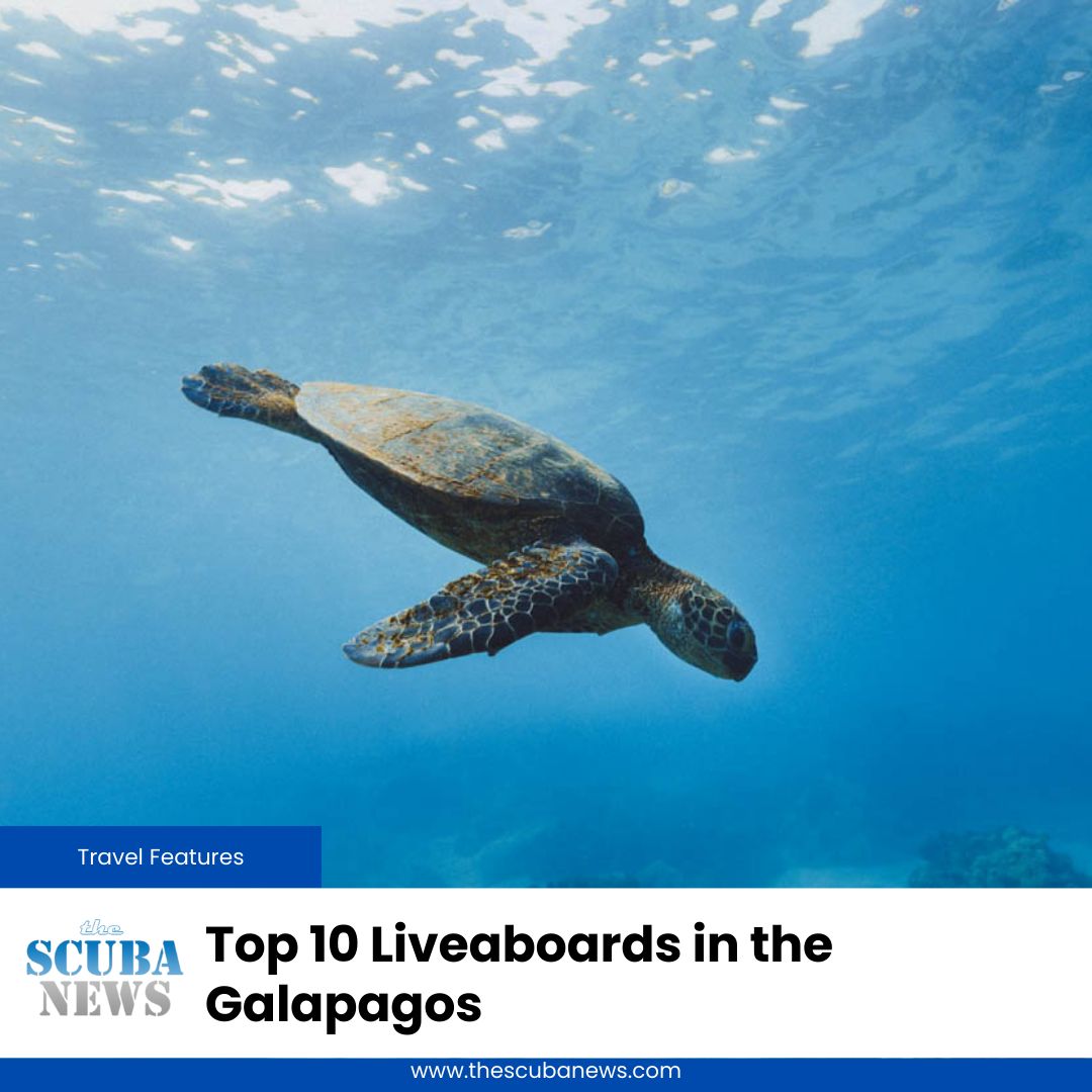 Few diving destinations ignite the imagination like the Galapagos. From hammerhead shark roams at Darwin and Wolf to marine iguanas and Galapagos penguins, the archipelago is a once-in-a-lifetime aquatic playground 

⛴ 🤿 👉  buff.ly/dq2HEOX

#Scuba #Diving #ScubaDiving