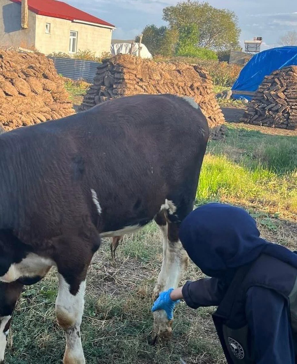 Ardahan İl Tarım ve Orman Müdürlüğü (@ardahantarim) on Twitter photo Şap hastalığıyla mücadele kararlılıkla sürüyor!
İl ve ilçe müdürlüklerimiz, sahada tüm ekipleriyle aralıksız çalışıyor.
<a href="/TCTarim/">T.C. Tarım ve Orman Bakanlığı</a> <a href="/ibrahimyumakli/">İbrahim Yumaklı</a> <a href="/ArdahanValiligi/">Ardahan Valiliği</a> <a href="/fatih_cineviz/">Fatih Cineviz</a> Şap hastalığıyla mücadele kararlılıkla sürüyor!
İl ve ilçe müdürlüklerimiz, sahada tüm ekipleriyle aralıksız çalışıyor.
<a href="/TCTarim/">T.C. Tarım ve Orman Bakanlığı</a> <a href="/ibrahimyumakli/">İbrahim Yumaklı</a> <a href="/ArdahanValiligi/">Ardahan Valiliği</a> <a href="/fatih_cineviz/">Fatih Cineviz</a>