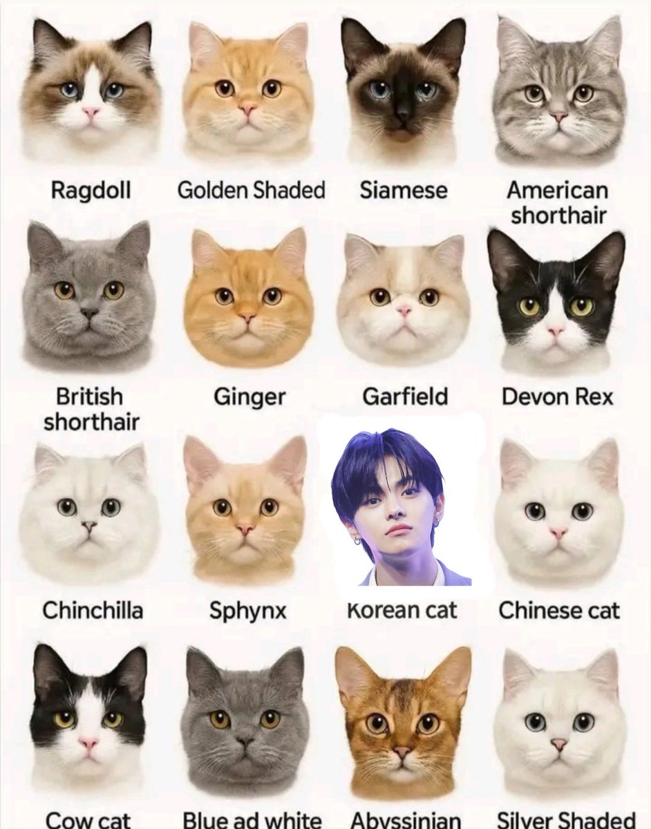 มาทำความรู้จักแมวแต่ละประเภทกันเถอะ !

🐈❕—— #이리오