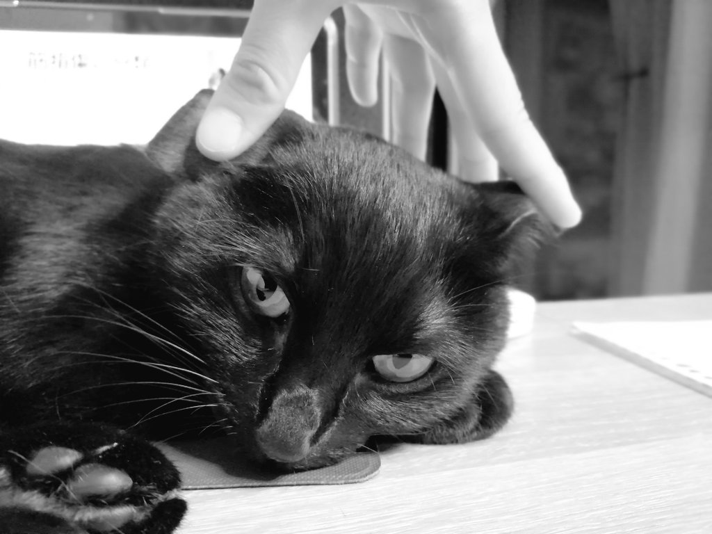 夜食にアボカド貪り食う。
 #ぬこがピッタリ邪魔してくる
 #かまちょ #甘えんぼ
 #テスト勉強しとんねん