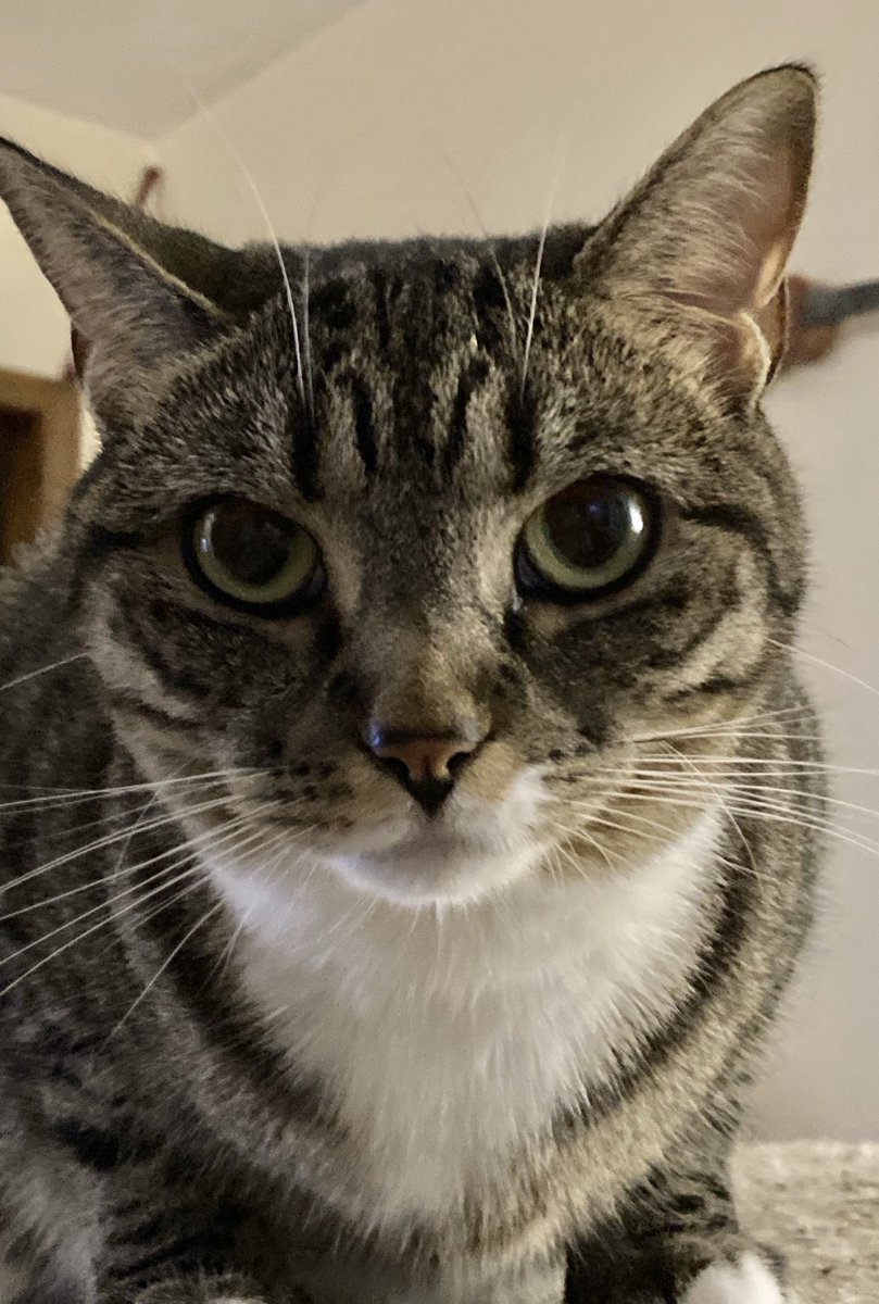 SmartAssKitties's tweet image. “As a #Cat I’ll win every time” #StaringContest #CatGlare #WinningCat