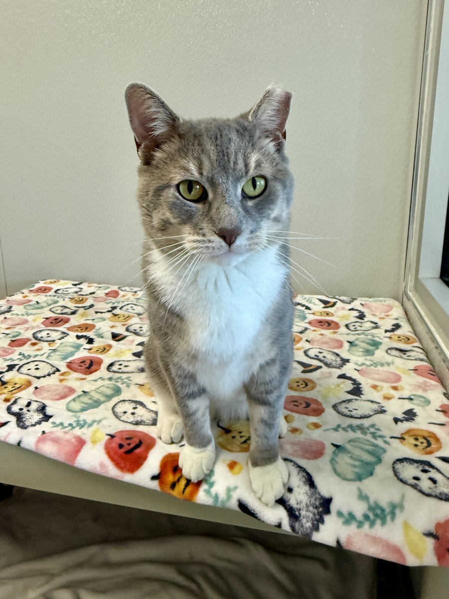 Buffalo’s Real Country 107.7 and 104.7 The Wolf (@thewolfbuffalo) on Twitter photo Kirk is our Mr. #ToeBeanTuesday for this week. He is a cuddly, snuggly monster (in a good way). He is 4 years old and ready for his own home, where he can rule respectfully. 😻 Stop into <a href="/YourSPCA/">Erie County SPCA, NY</a> and meet him! Kirk is our Mr. #ToeBeanTuesday for this week. He is a cuddly, snuggly monster (in a good way). He is 4 years old and ready for his own home, where he can rule respectfully. 😻 Stop into <a href="/YourSPCA/">Erie County SPCA, NY</a> and meet him!