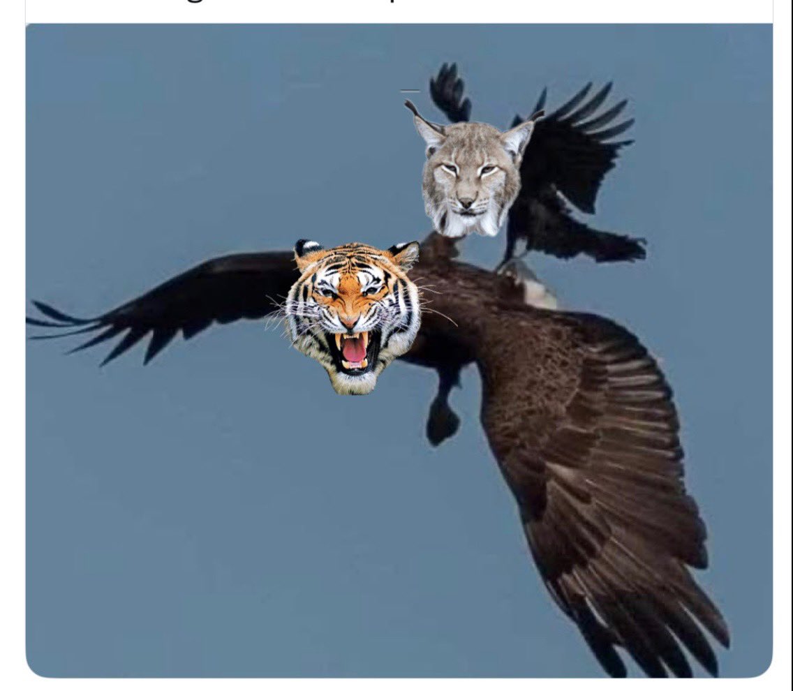 amarahmae's tweet image. #Annoying is right

#GoTigers 🐅🧡🖤