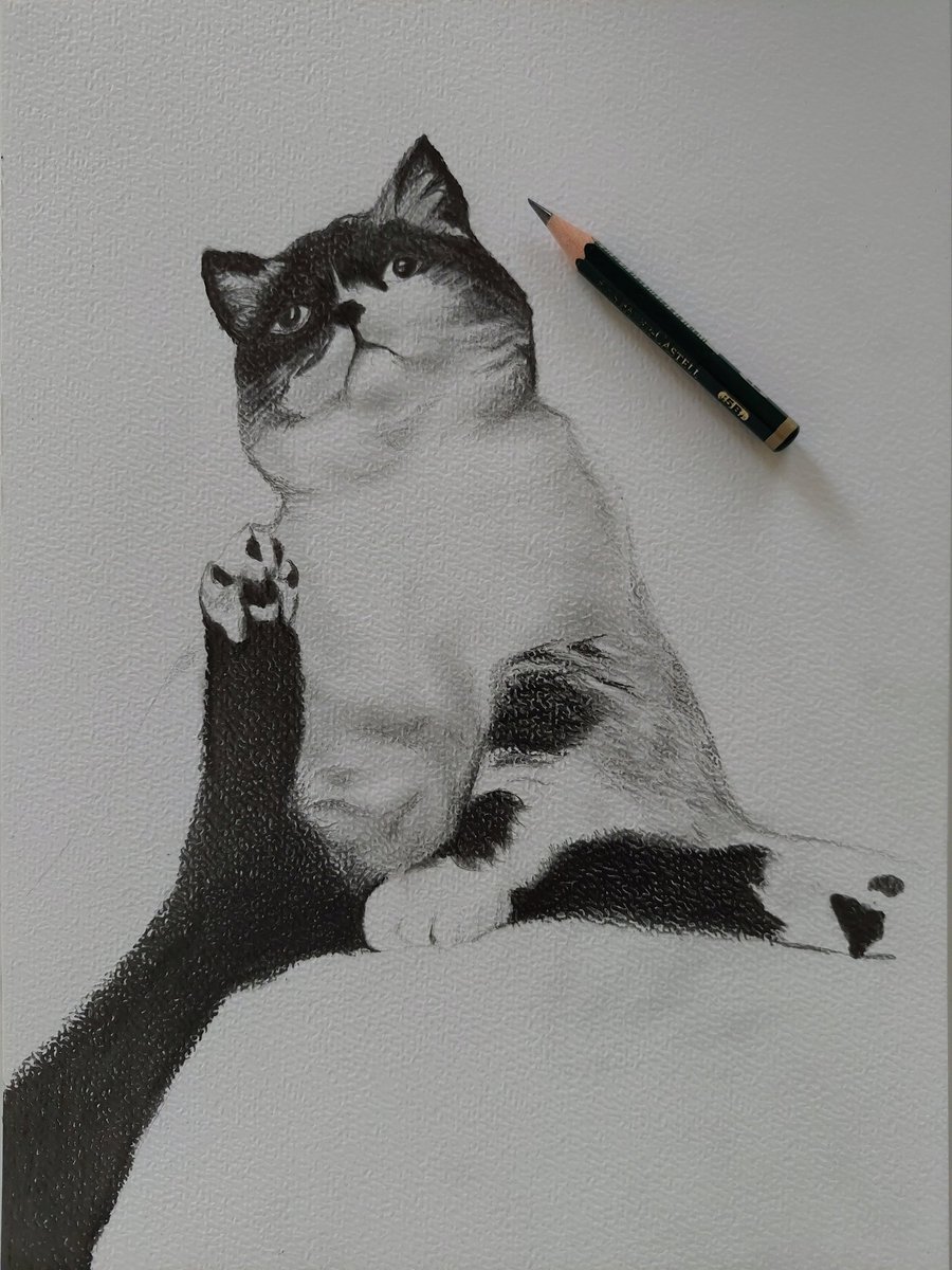 TeslaKedar's tweet image. Rysuje...
Żydowska kocica🤭
#rysunek #kot #dzieńpsa