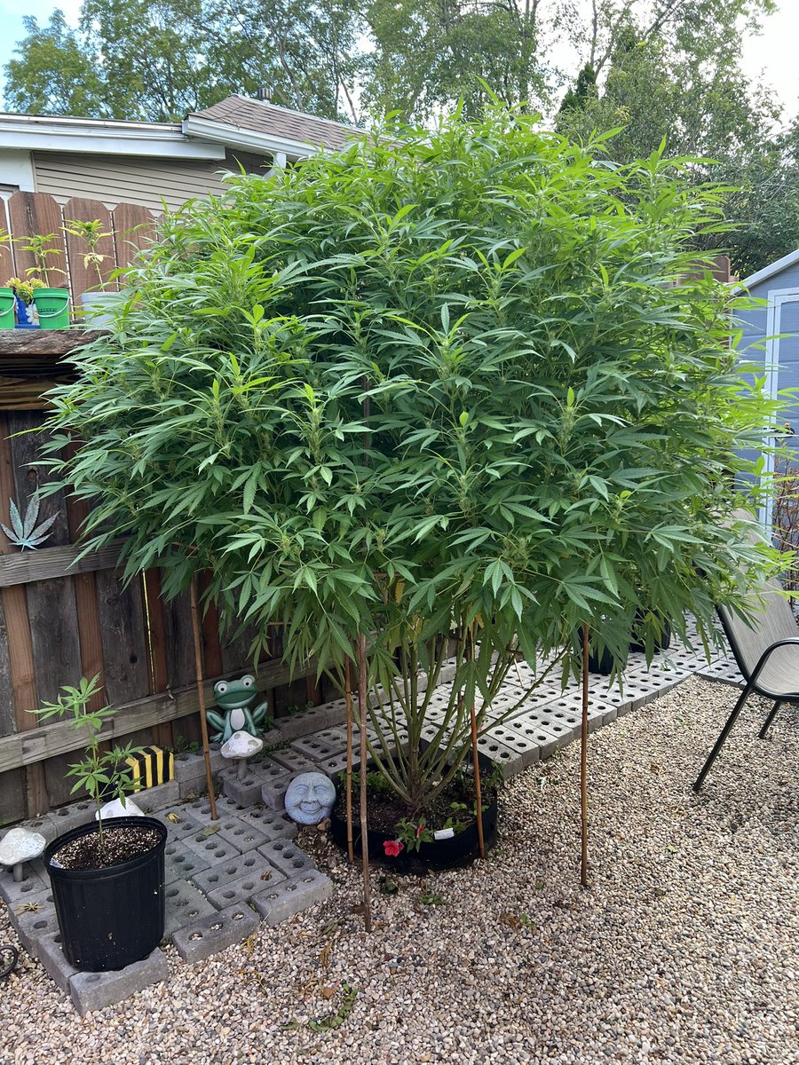 White Samson tweet media