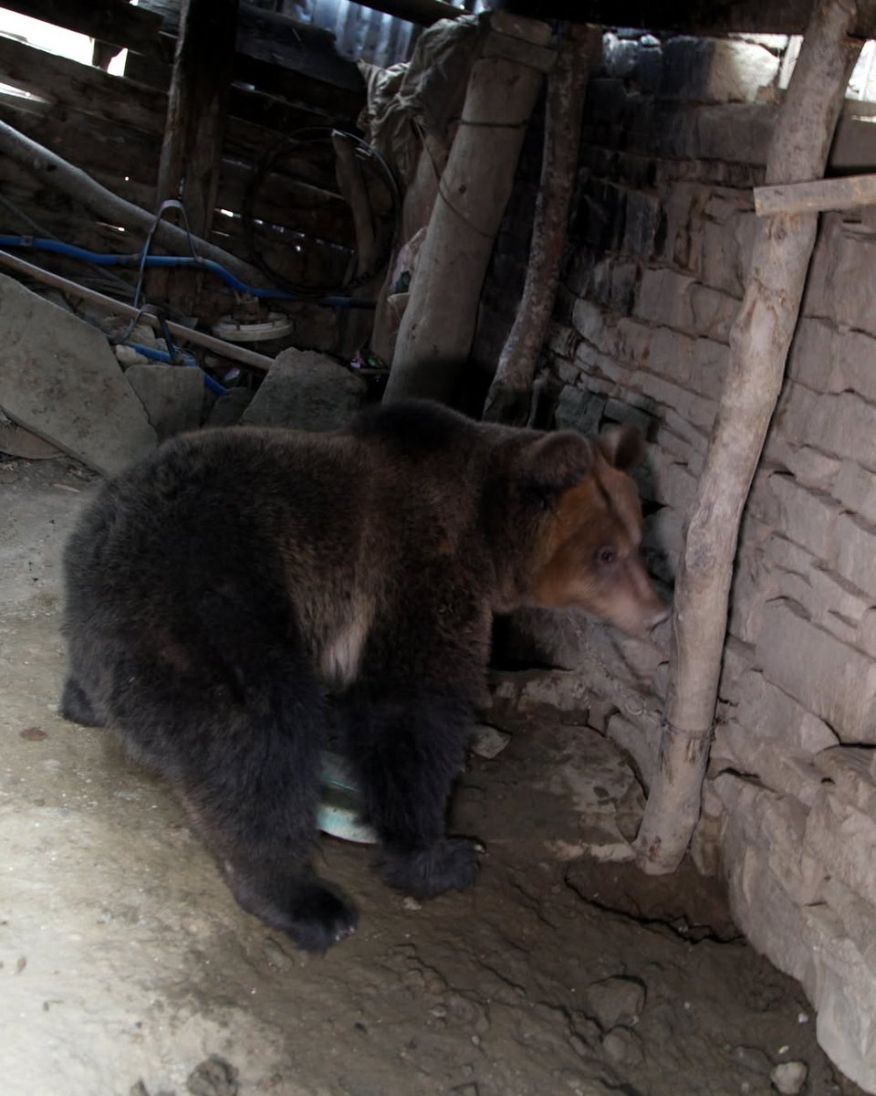 The bear Riku was rescued from a life filled with constant misery and suffering. He was found in a small shed, near his “owner’s” house, in a small mountain village in Albania. Riku had repeatedly tried to break out of the chains he was tied to. He was rescued in 2017.
