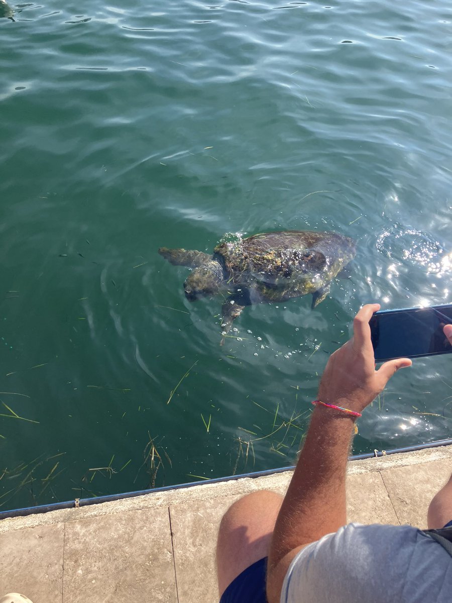 Loggerhead Turtle, massive head