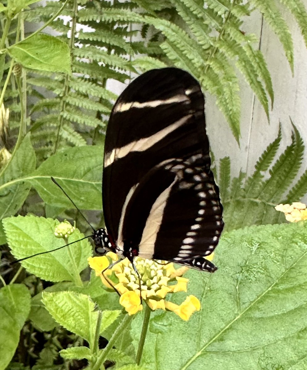 AussieBigDaz's tweet image. Chester had a wonderful time at the butterfly house this morning. It was so soothing with the music &amp;amp; butterflies almost like a sensory room. #PEI #MightyChester