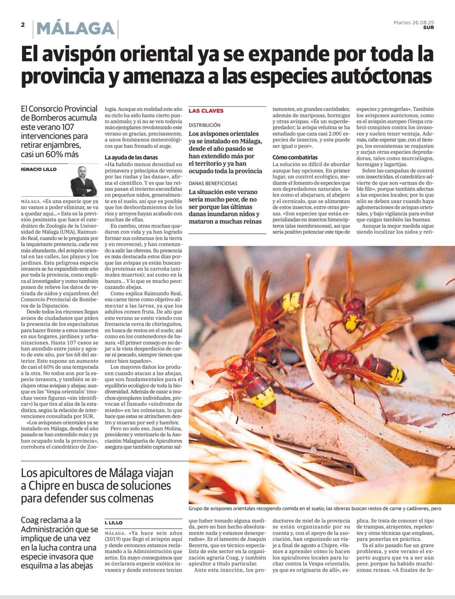 "El avispón oriental es un superdepredador, puede cazar casi 2.000 especies de insectos"
diariosur.es/malaga/avispon…