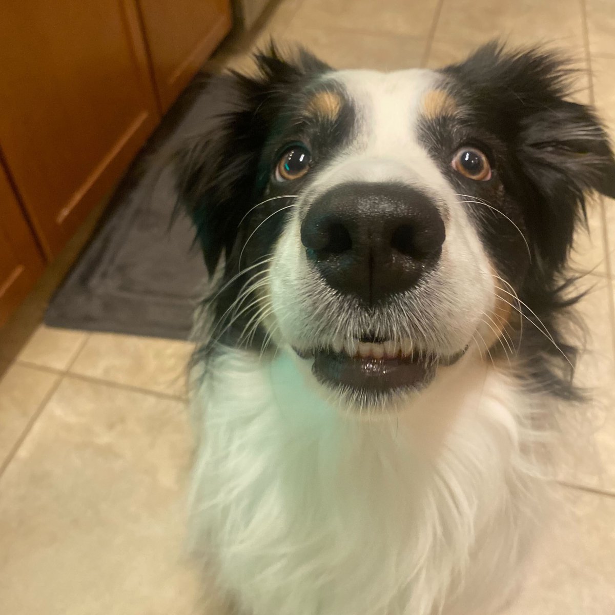 QueensboroUSA's tweet photo. Our Queensboro pups are the true MVPs, bringing joy, love, and a whole lot of tail wags to our days. Here’s to celebrating our office paw-tners who make life brighter. Happy National Dog Day! 🐩🐕‍🦺🦮🐕  
#NationalDogDay https://t.co/YGc5FhcngZ