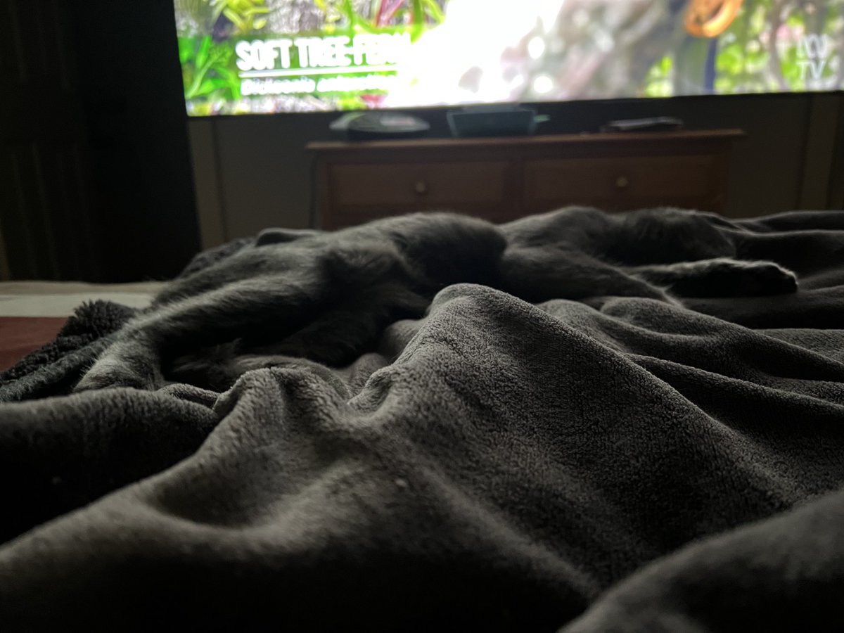 stuffymint's tweet image. Too easy?
Well get your ‘Waldo’ on.
Could be said that Stuffy won’t allow me, just yet!