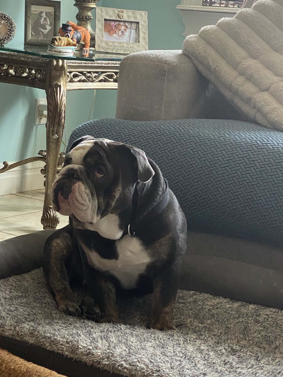 Happy National dog 🐶 day